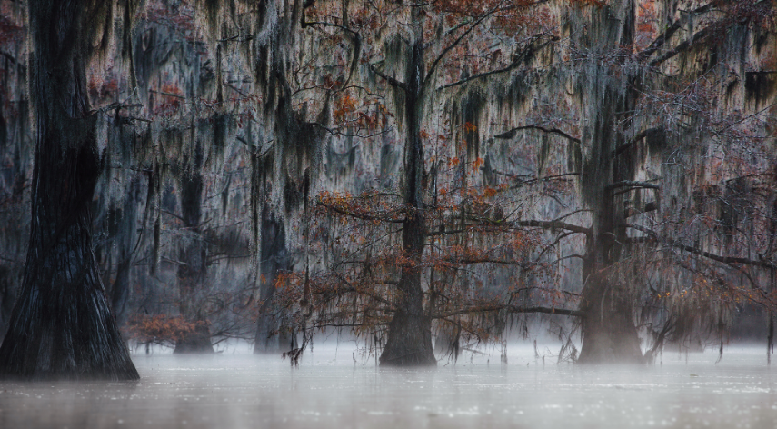 Famous Swamps within the Southern US