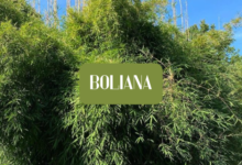 Boliana