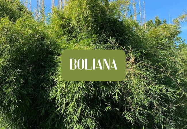 Boliana